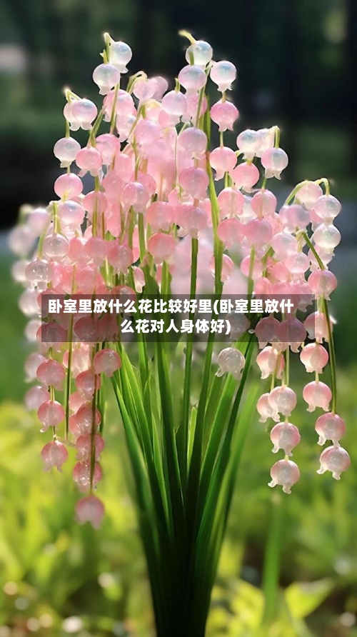 卧室里放什么花比较好里(卧室里放什么花对人身体好)