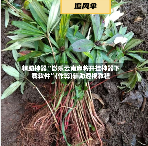 辅助神器“微乐云南麻将开挂神器下载软件	”(作弊)辅助透视教程-第2张图片