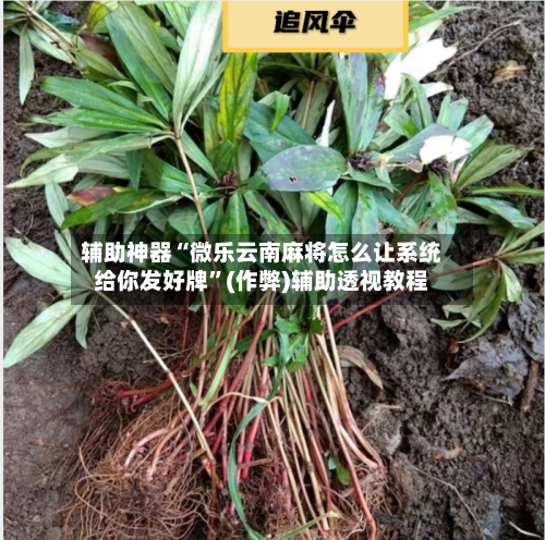 辅助神器“微乐云南麻将怎么让系统给你发好牌”(作弊)辅助透视教程-第3张图片